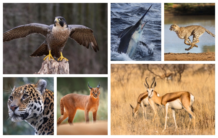 Which animal is the fastest animal on earth?