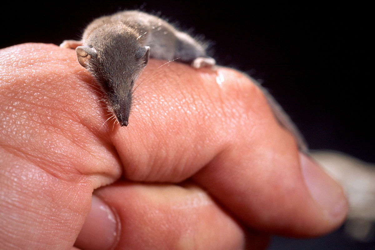 Which animal is the smallest mammal in the world?