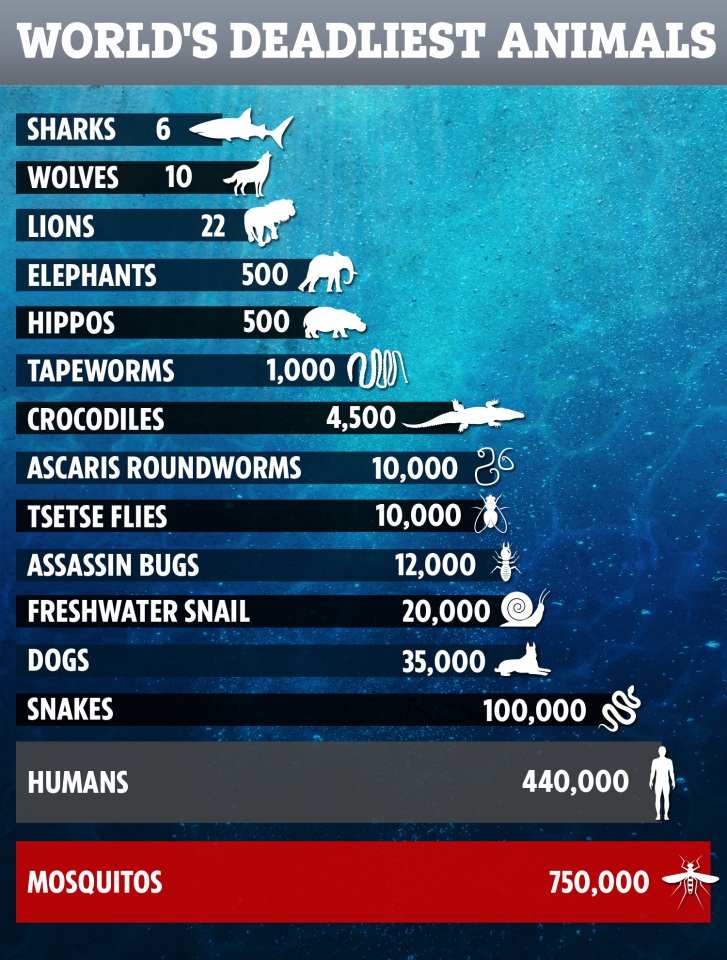 Which animal kills the most humans every year?