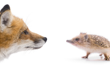 Which animal would you rather be a fox or a hedgehog?