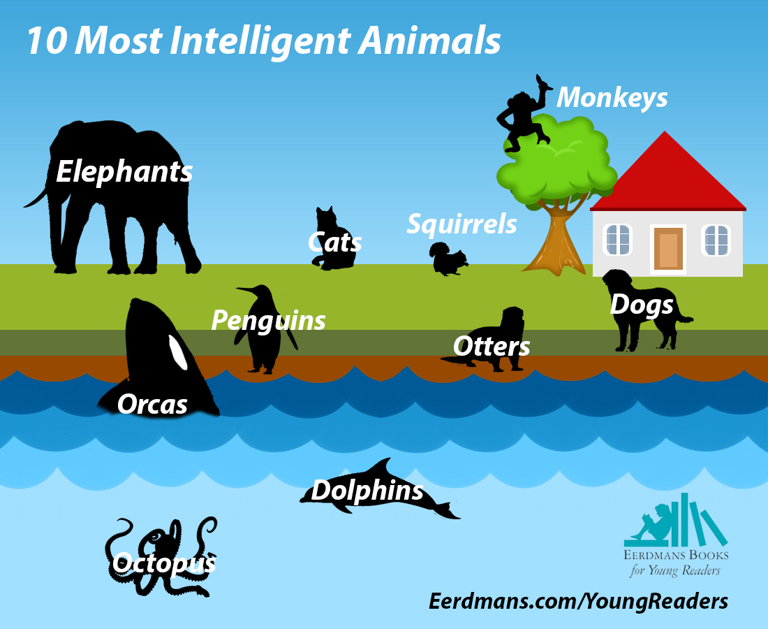 Which animals are considered to be the most intelligent?