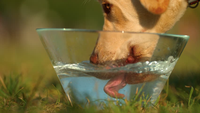 Which animals drink water by tongue?