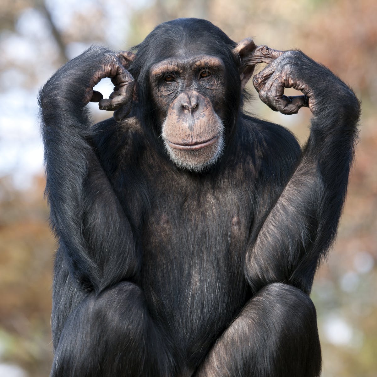 Which animals have the best working memory?