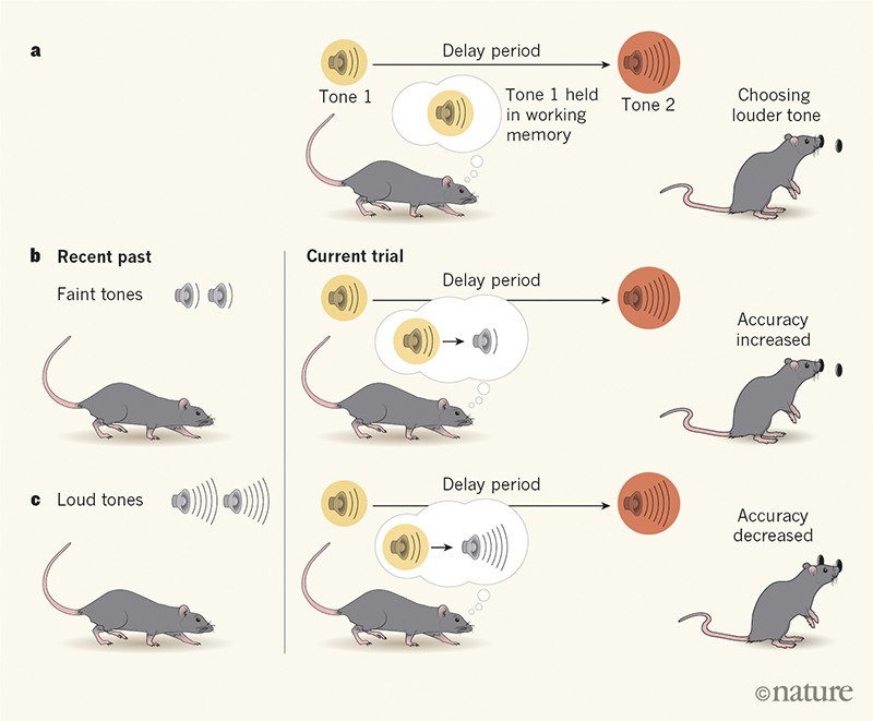 Which animals have working memory?