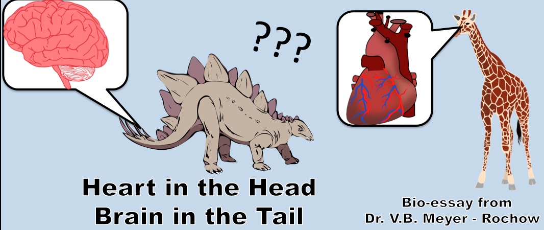 Which animal's heart is located in its head?