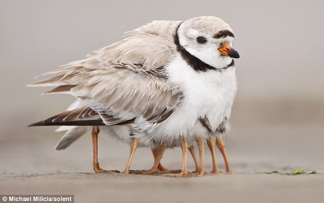 Which bird does not have legs?