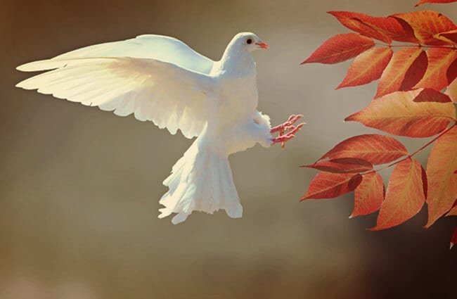 Which bird is a traditional symbol of love and peace?