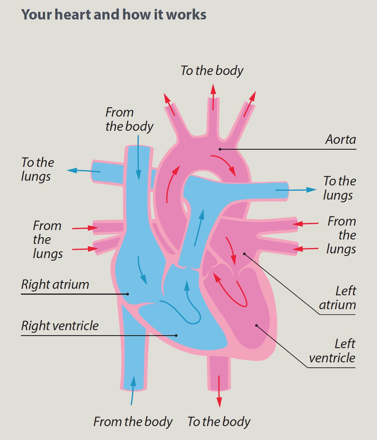 Which Chamber of the heart produces the greatest blood pressure?