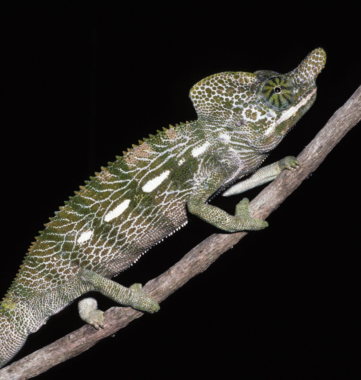 Which chameleon has the shortest lifespan?