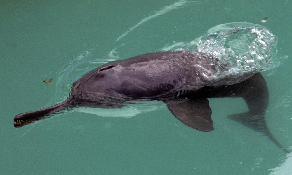 Which dolphin is most endangered in India?
