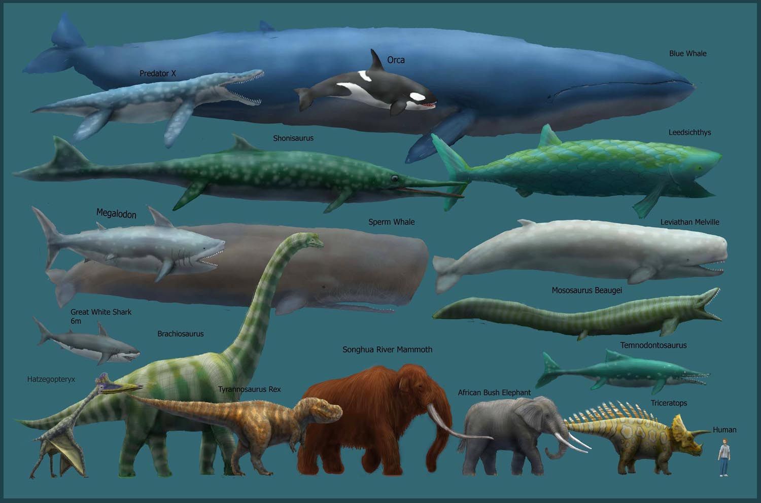 Which fish is bigger than the blue whale?