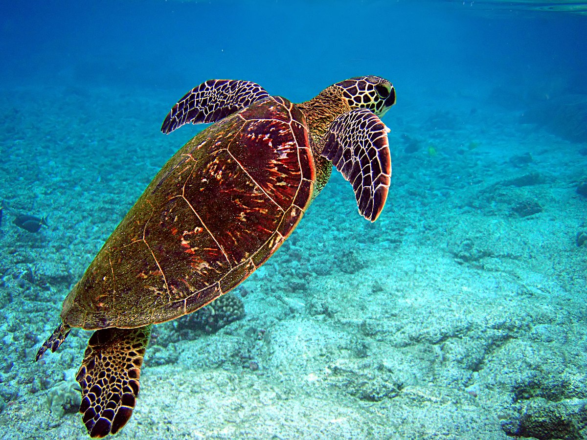 Which group best describes a sea turtle?