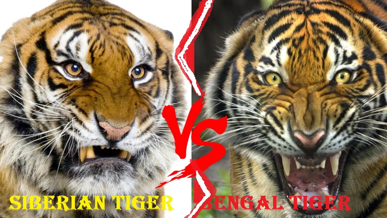 Which is more aggressive Bengal Tiger or Siberian tiger?