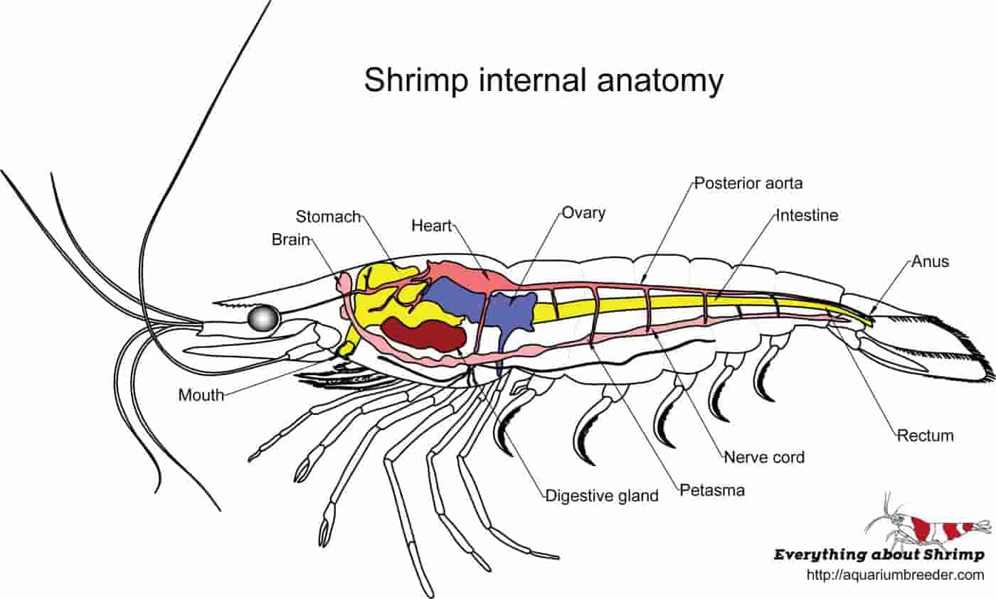 Which is not part of a shrimp's head?