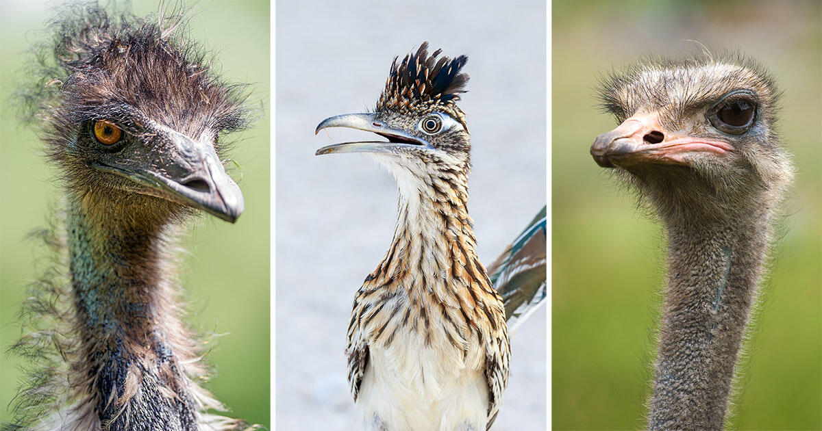 Which is the fastest running flying bird?