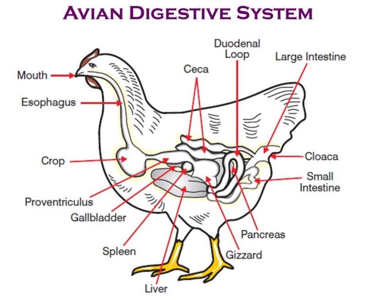 Which is the only bird with a digestive system?