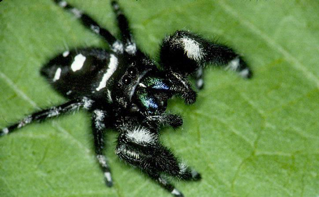 Which jumping spider can jump the farthest?