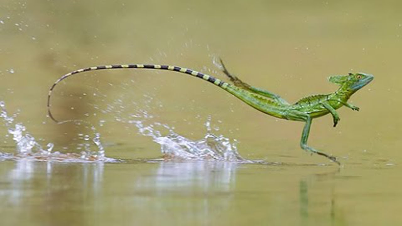 Which land animal can walk over water?