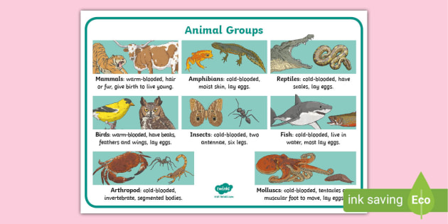 Which mammal group has wings?