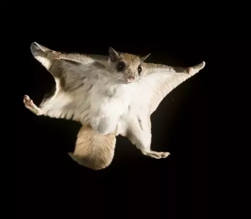 Which mammal has wings to fly?