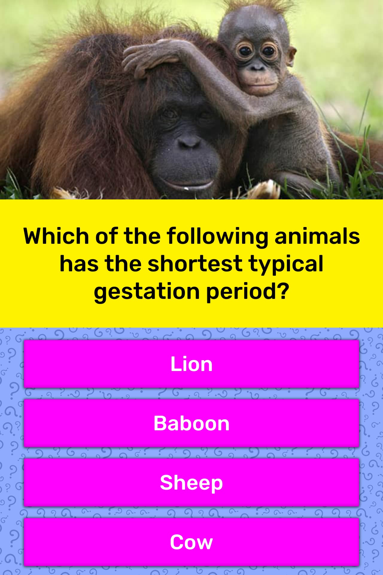 Which of the following animals has the shortest typical gestation period?