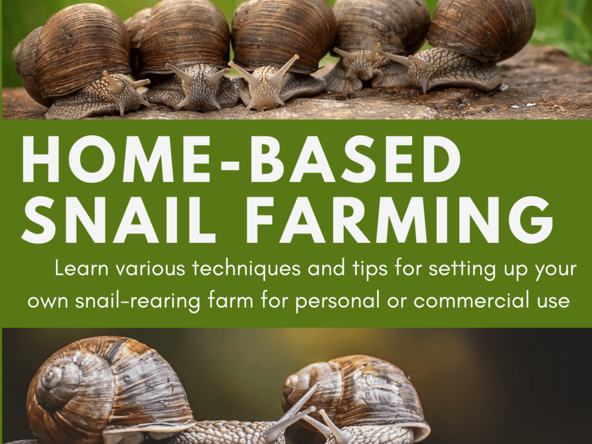 Which snail is best for farming?