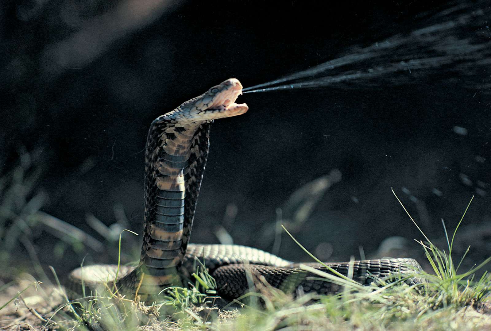 Which snake is poisonous snake in the world? Which snake is poisonous snake in the world?