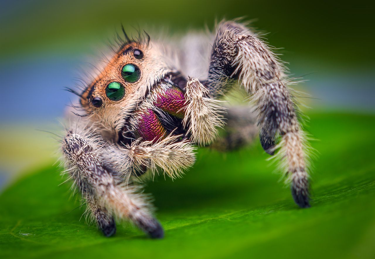 Which spider can leap 60 times its own body length?