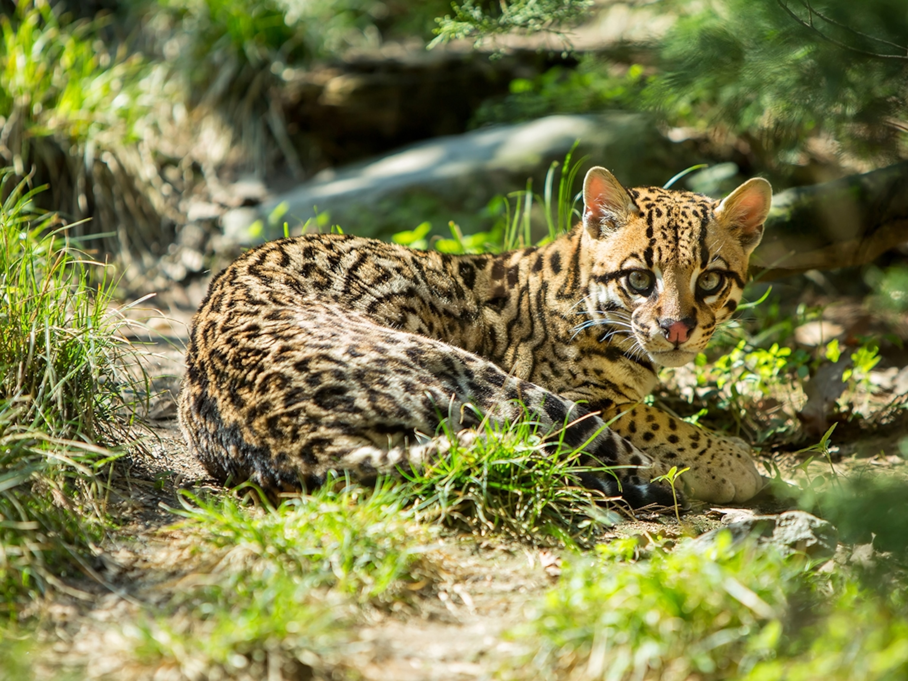 Which type of habitat does the ocelot live in?