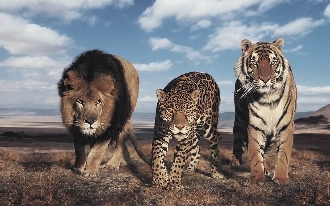 Which wild cat is the biggest?