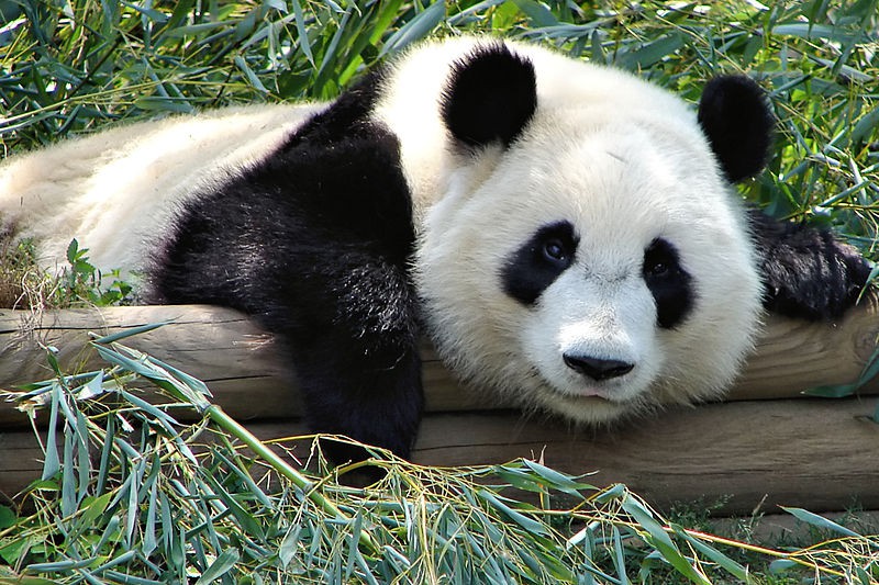 Who are China's most famous pandas?