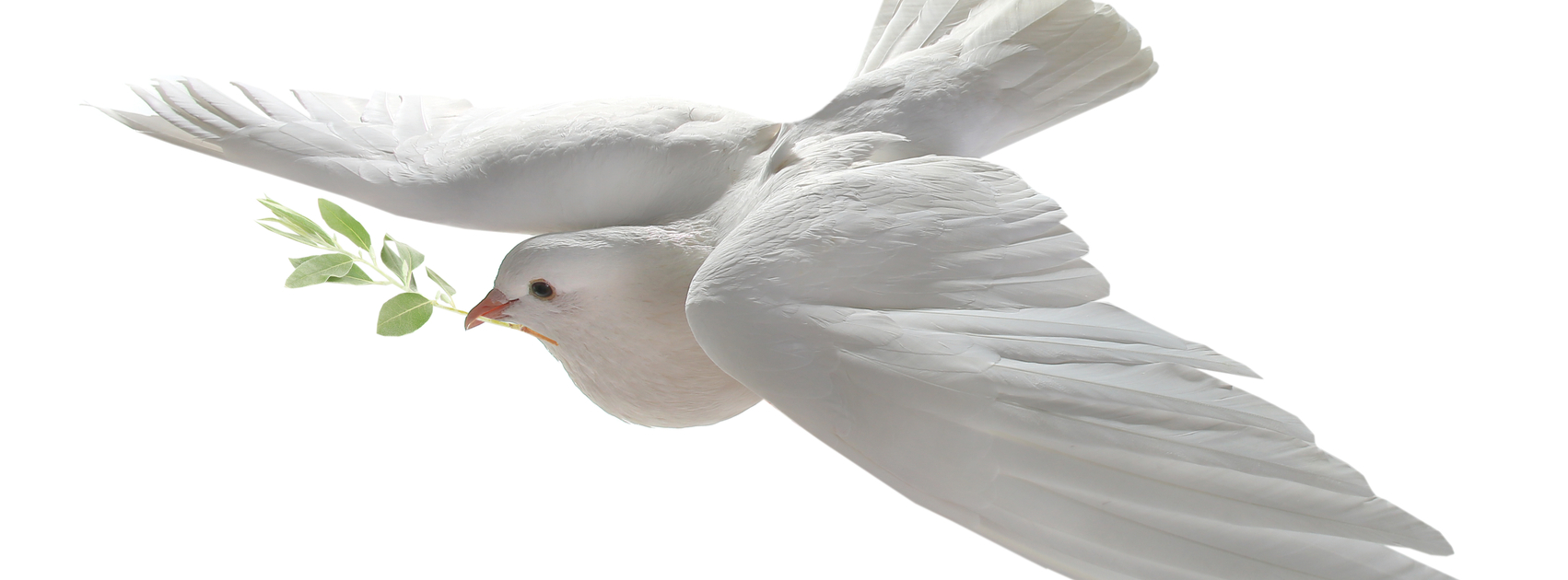 Who created dove and olive branch as a symbol of peace?