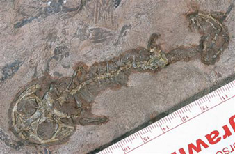 Who discovered the frogmander fossil?