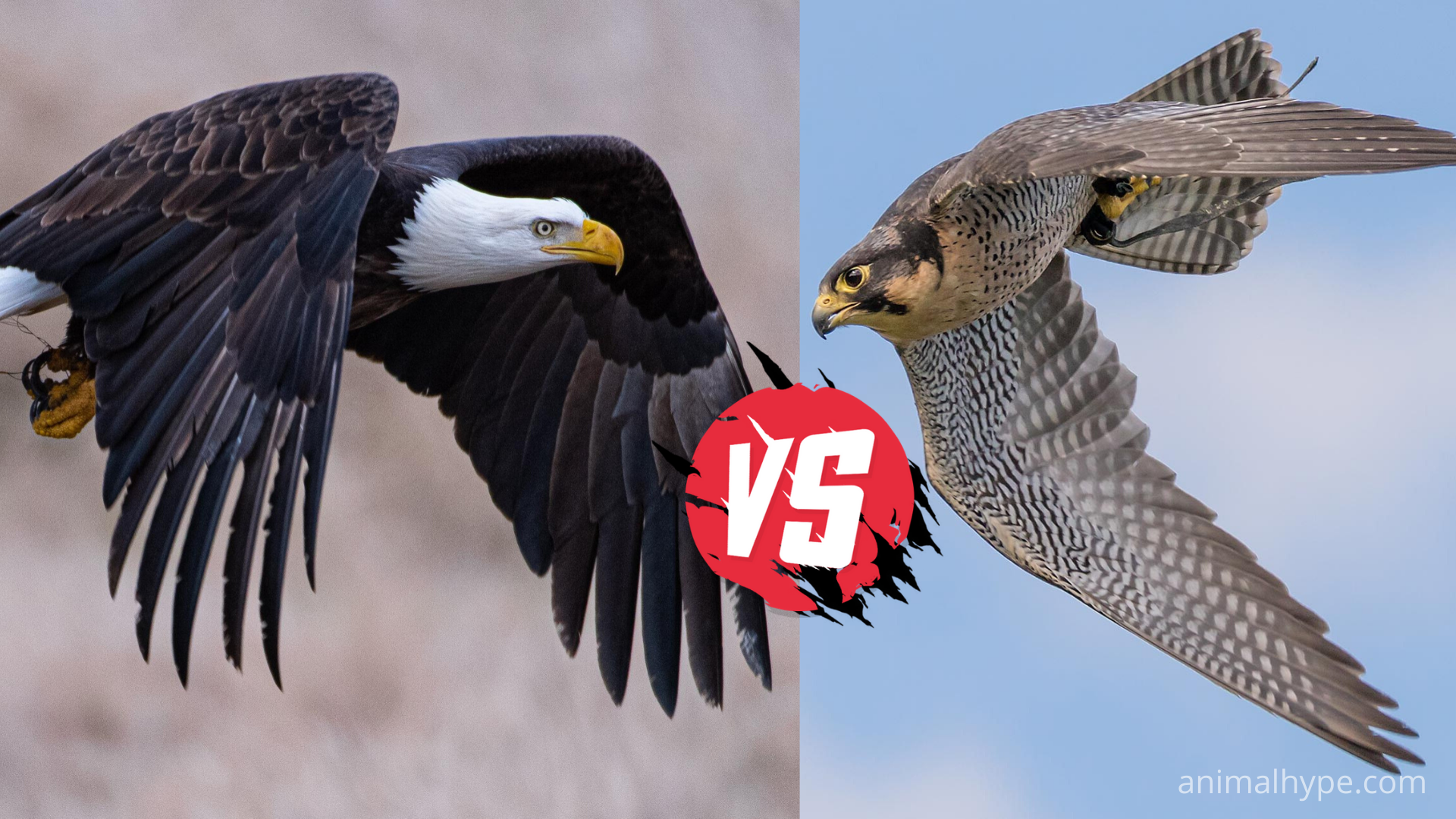 Who is faster eagle or falcon?