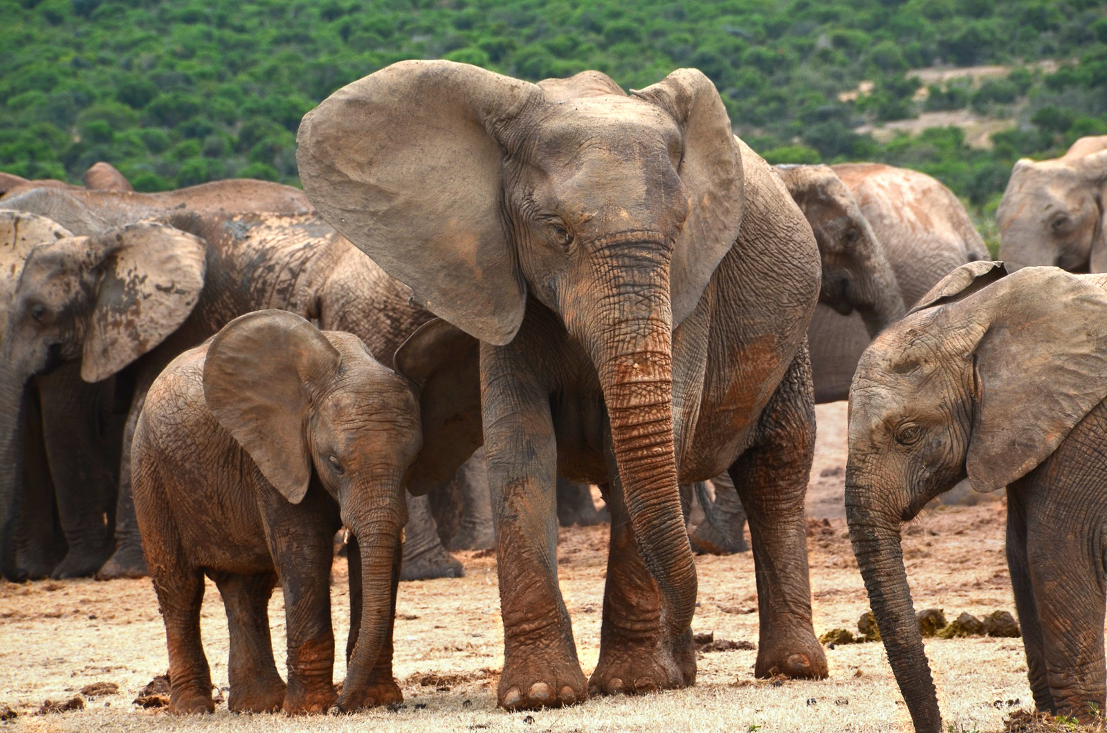 Who is the boss in an elephant family?