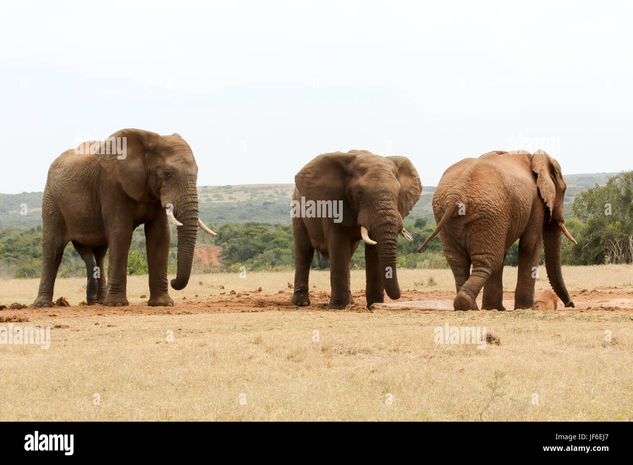 Who is the boss in an elephant herd?