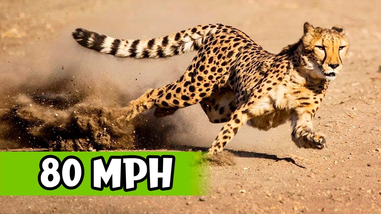 Who is the fastest wild cat?