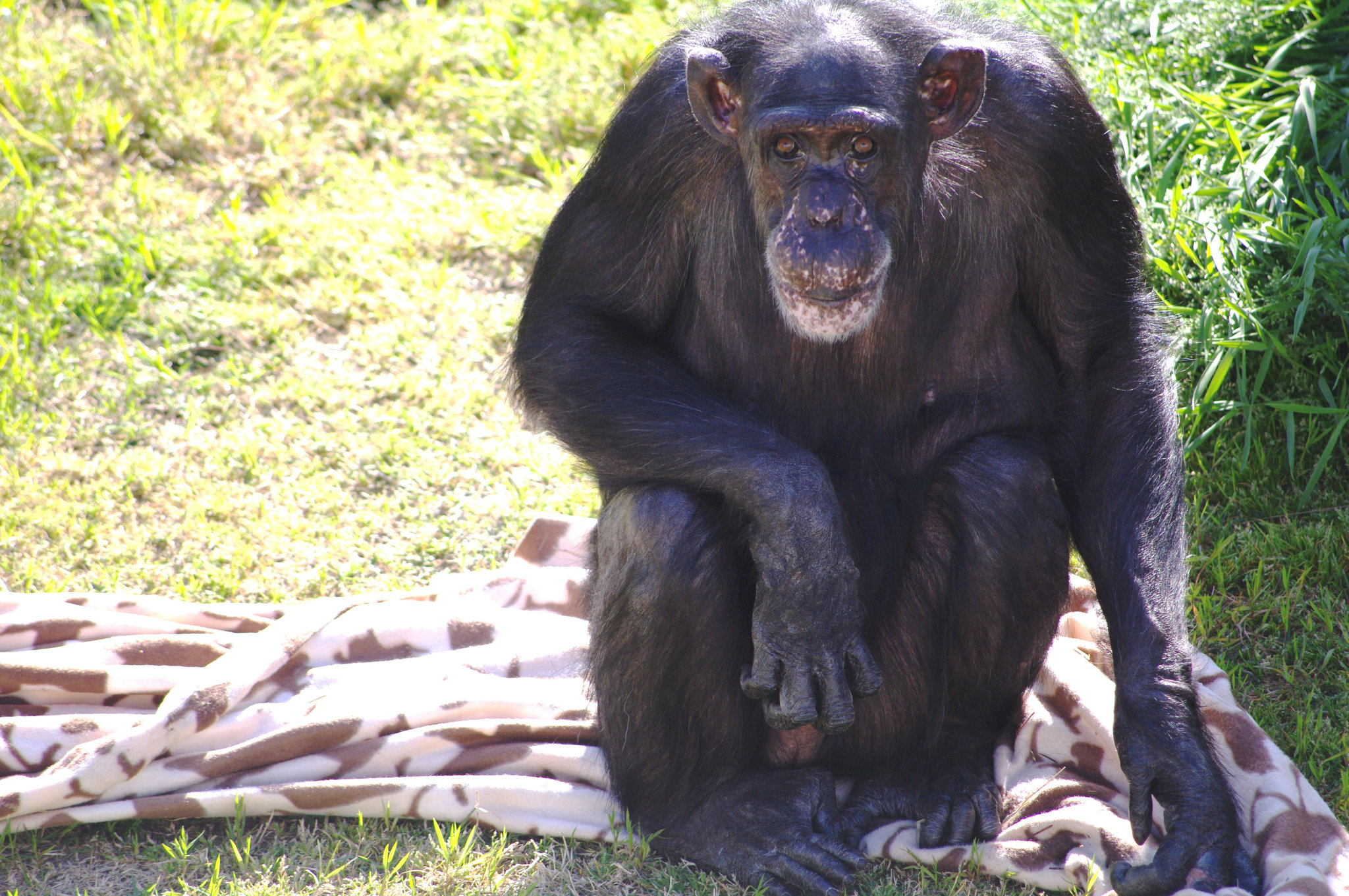 Who is the most smartest chimpanzee?