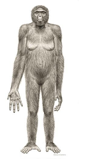 Who was the first hominid?