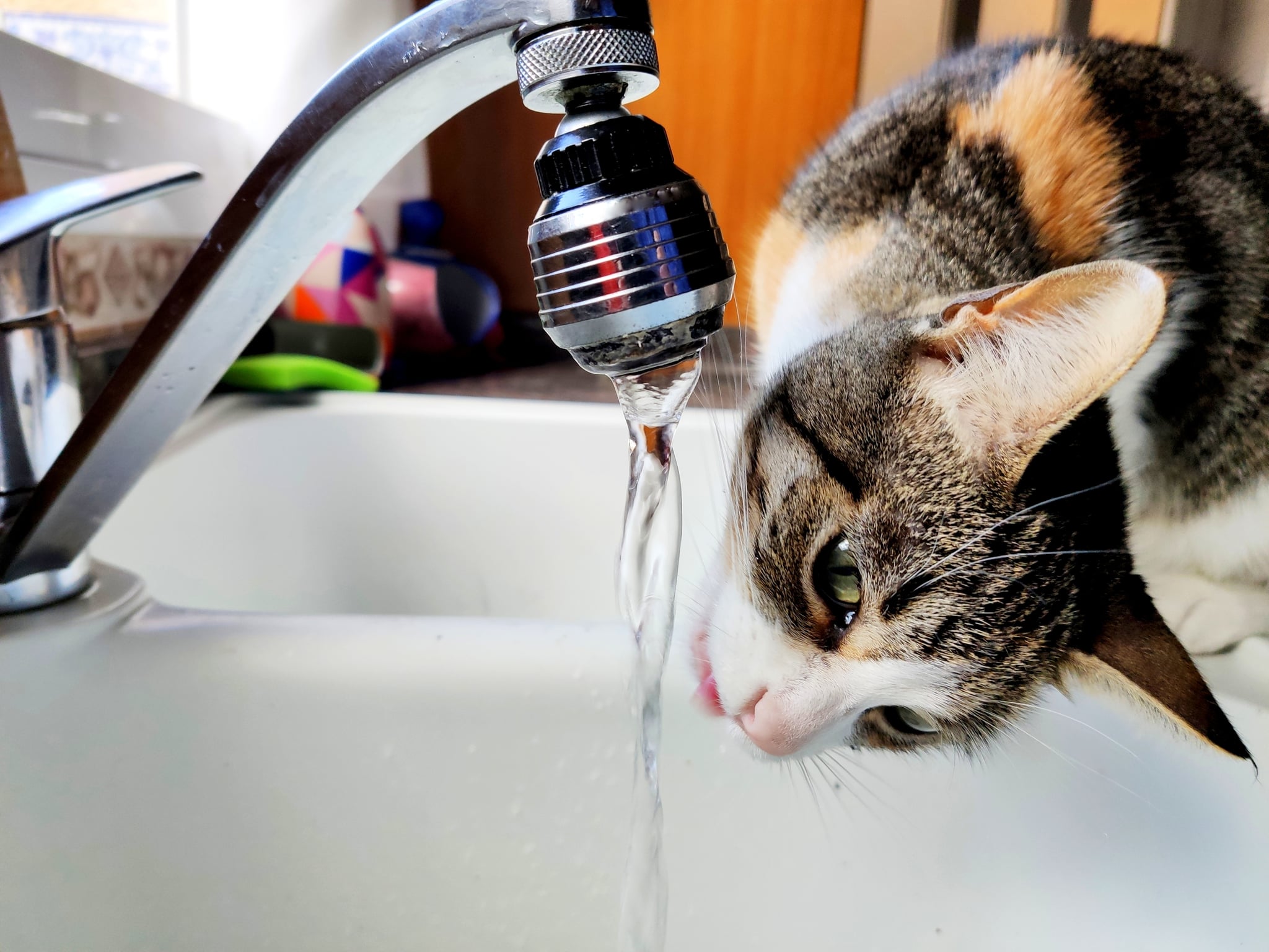 Why are cats picky about water?