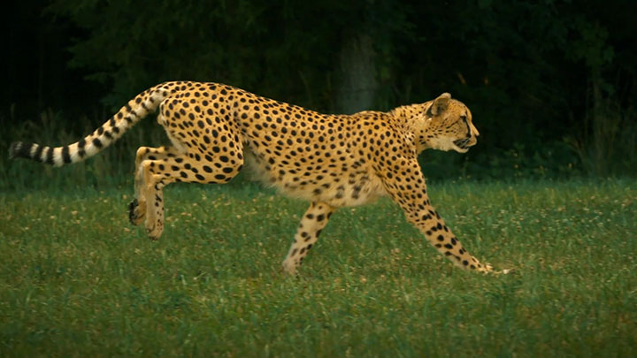 Why are cheetahs so elegant in motion?