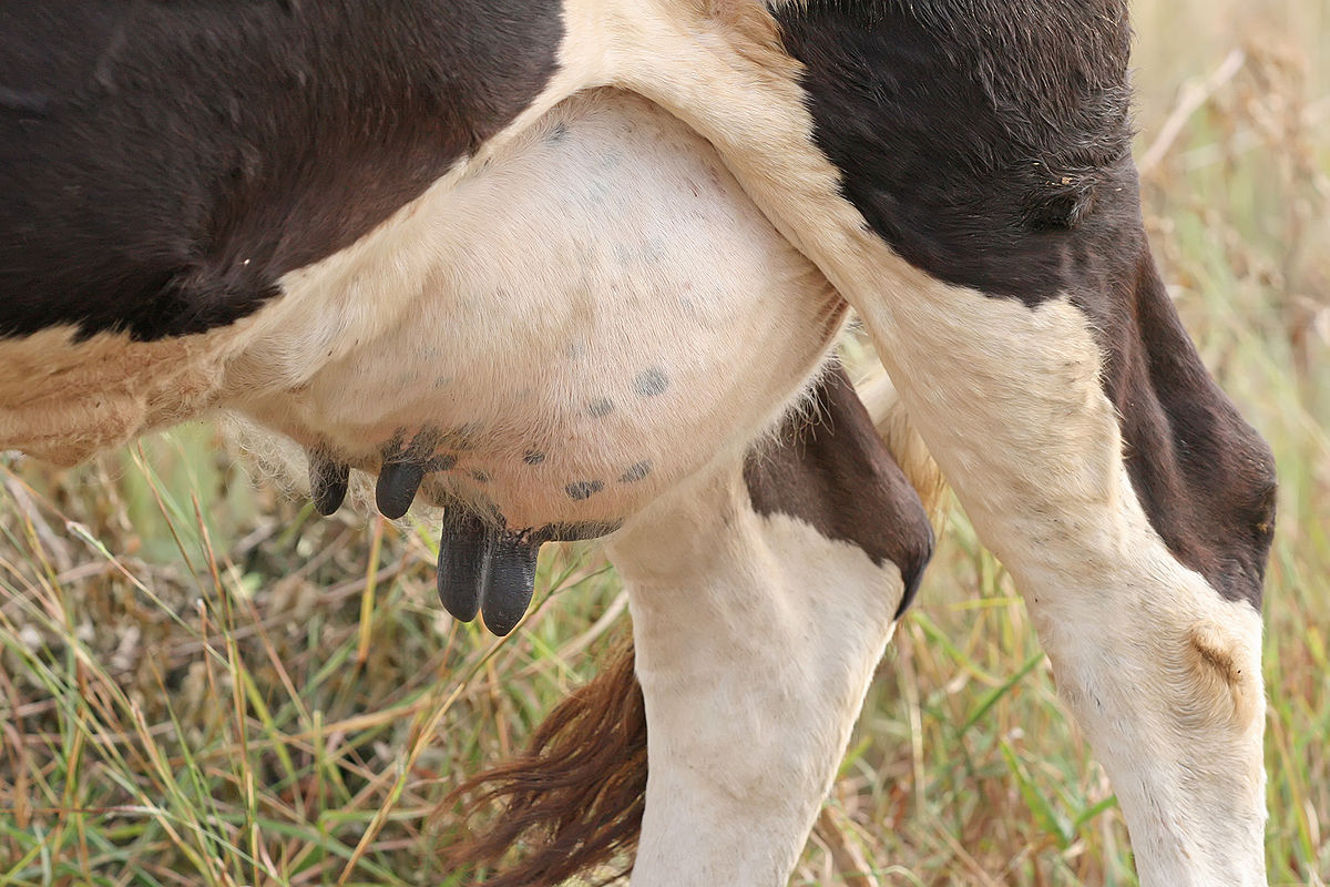 Why are cow called udders?