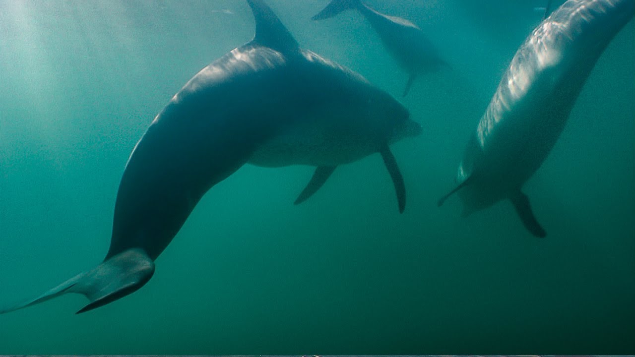 Why are dolphins facing shark attacks?