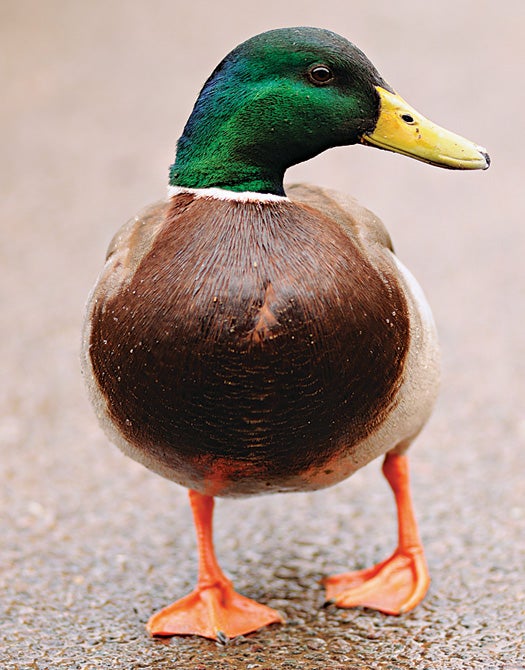 Why are ducks feet like that?