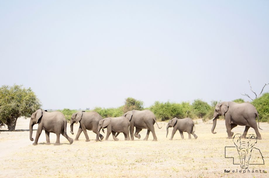 Why are elephant herds all female?