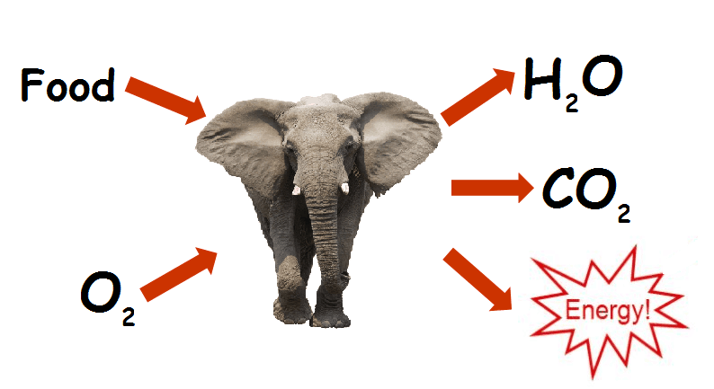 Why are elephants so jumpy?