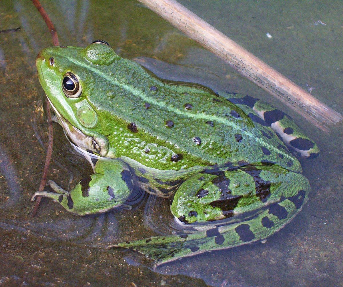 Why are frogs Anura?