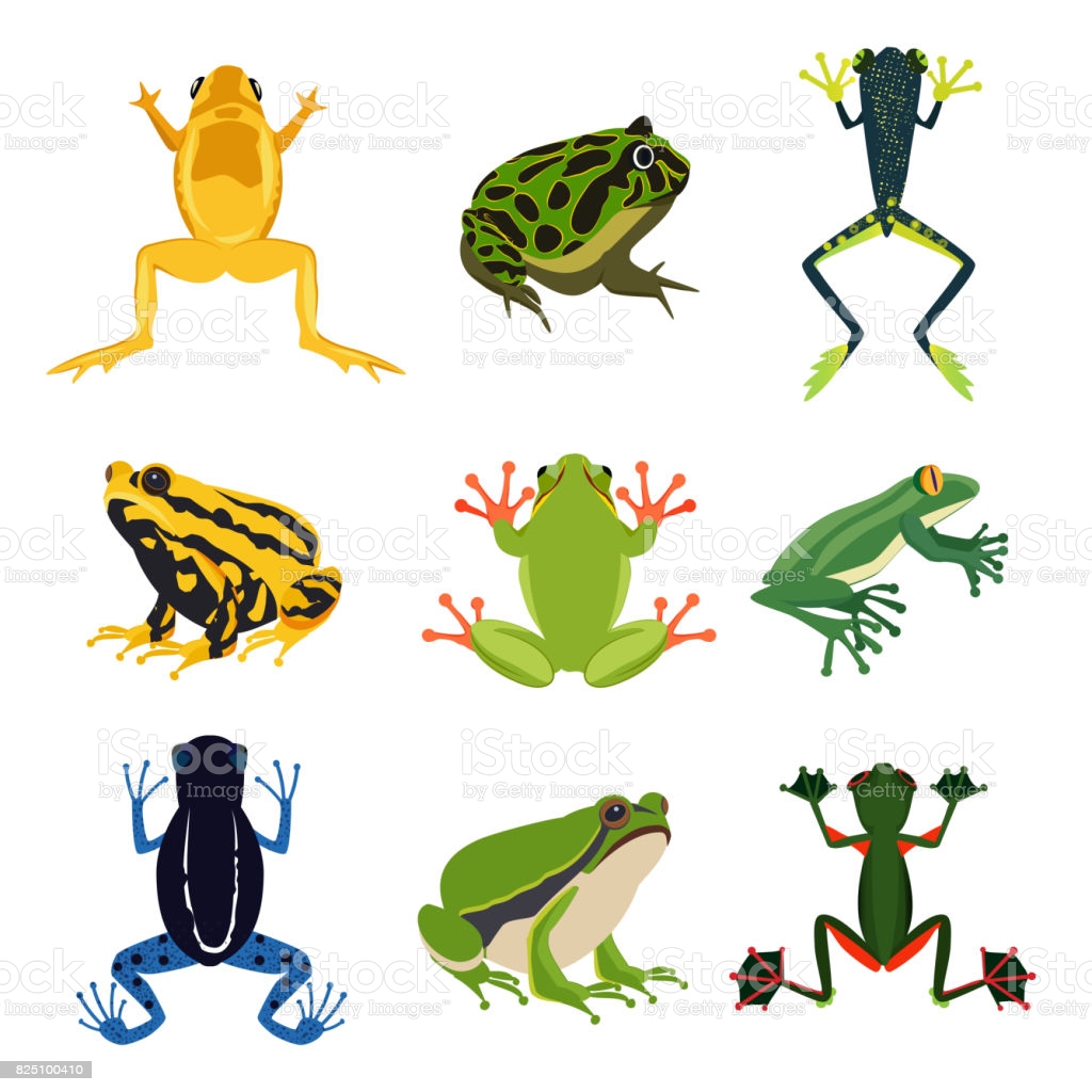 Why are frogs set to be amphibians?