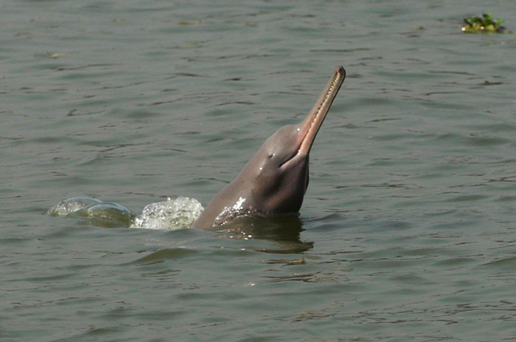 Why are Ganges dolphins blind?