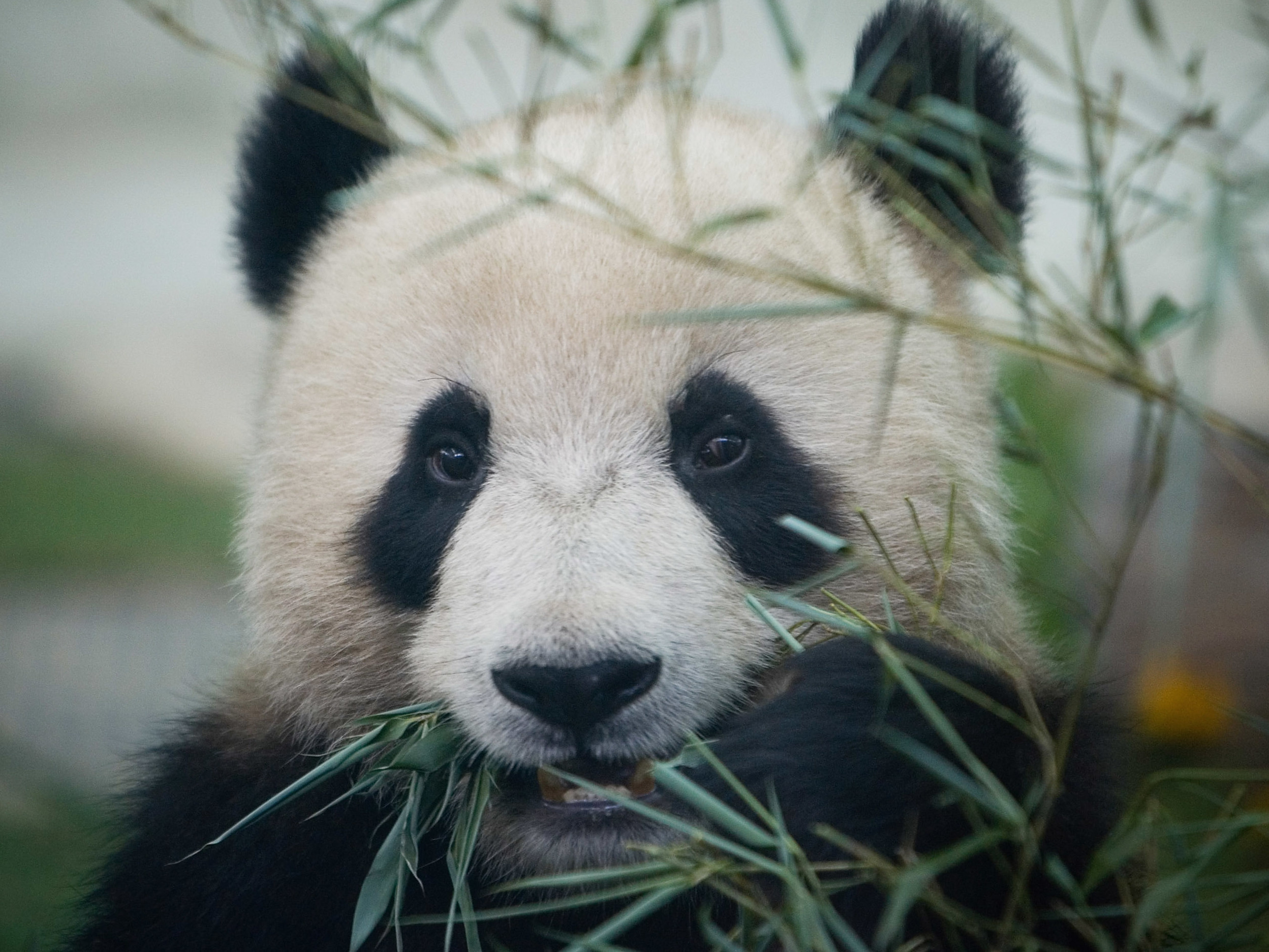 Why are giant pandas endangered?